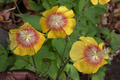 Abutilon persicum